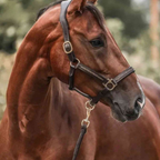 Horse Theme Advent Calendar with 24 Surprises | December Countdown Gift